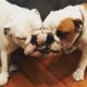 Funny and Cute French Bulldog Puppies Compilation #5   Cutest French Bulldog