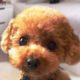 Funny and Cute Poodle Compilation