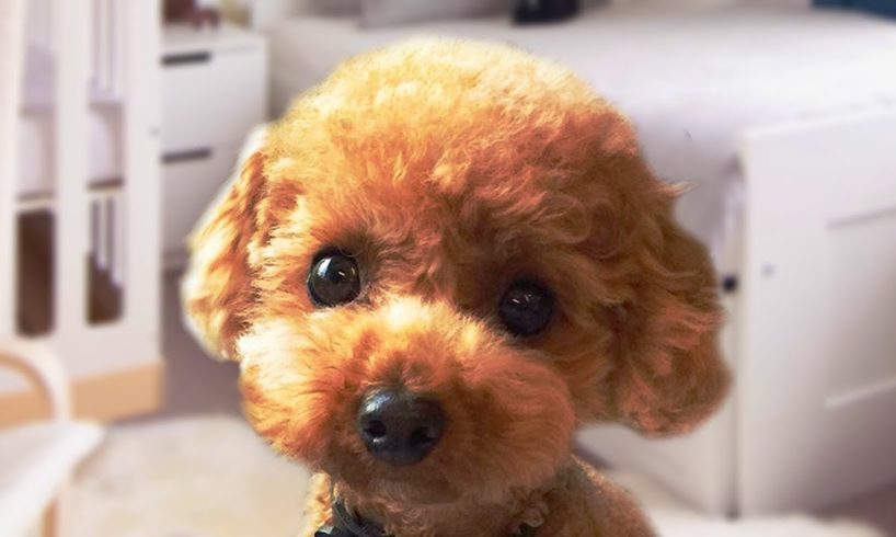 Funny and Cute Poodle Compilation