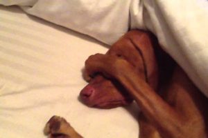 Funny and Cute Vizsla Dog Videos 2017 - Funny Dogs Compilation