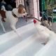 Funny animal fights - Dog vs Chicken