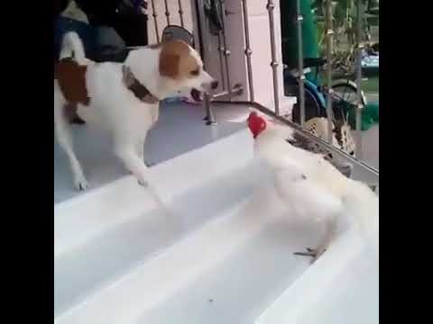 Funny animal fights - Dog vs Chicken