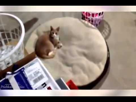 Funny animals on drugs funny animals and babies