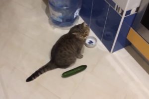 Funny cats scared of cucumbers - cat vs cucumber compilation