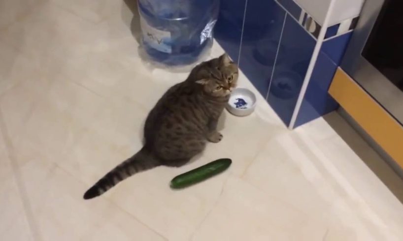 Funny cats scared of cucumbers - cat vs cucumber compilation
