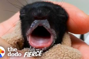 Furless Baby Squirrel Grows Up to be Cute... | The Dodo Little But Fierce