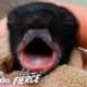 Furless Baby Squirrel Grows Up to be Cute... | The Dodo Little But Fierce