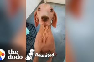 Furless Dog Has Complete Transformation After Being Found | The Dodo Reunited