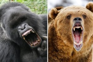 GORILLA VS GRIZZLY - WHO WOULD WIN IN A FIGHT?