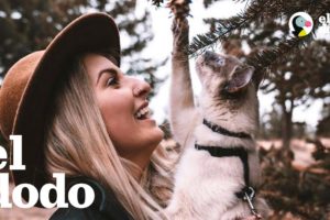 Gata salvaje se vuelve gata aventurera | El Dodo