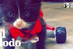 Gatito paralizado cambia la vida de su mamá | El Dodo