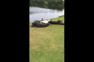 Gator fight on golf course