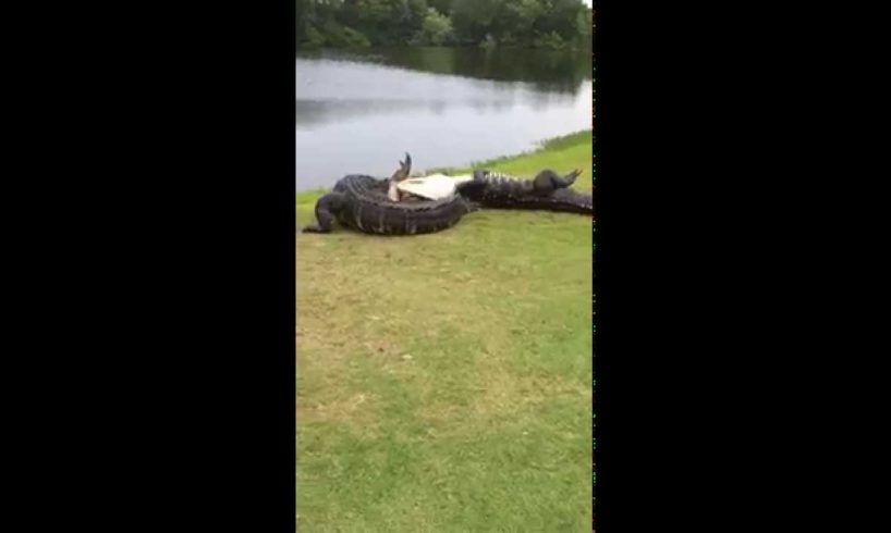 Gator fight on golf course