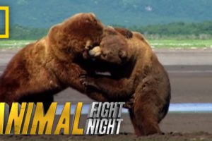Get Ready For Grappling Grizzlies | Animal Fight Night