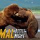 Get Ready For Grappling Grizzlies | Animal Fight Night