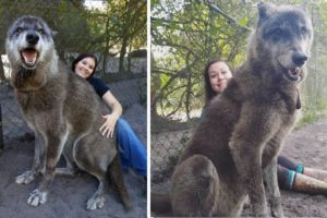 Giant Wolfdog Abandoned At Shelter Finally Gets Forever Home