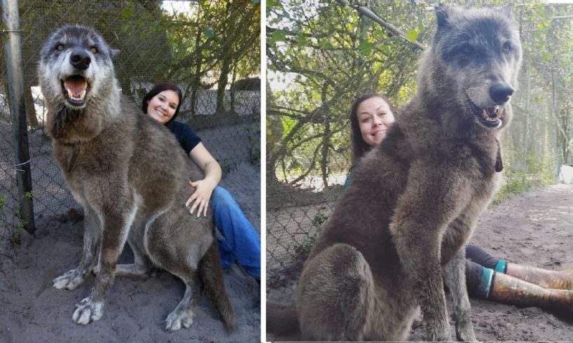 Giant Wolfdog Abandoned At Shelter Finally Gets Forever Home
