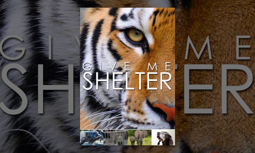 Give Me Shelter