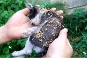 God has rescued abandoned kittens | The magic came to the cat