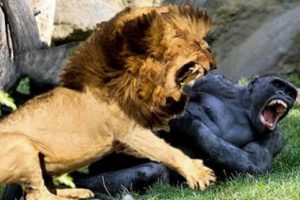 Gorilla VS Lion - Lion VS Gorilla - Aspin