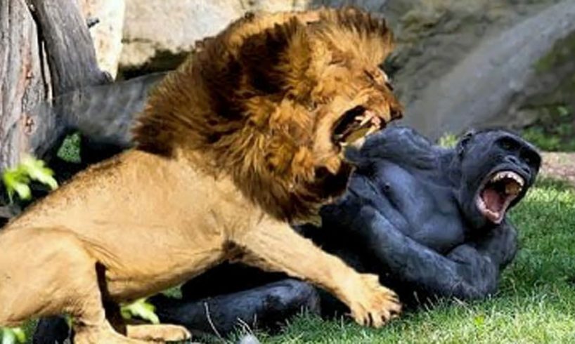 Gorilla VS Lion - Lion VS Gorilla - Aspin