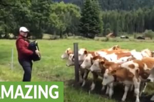 Grazing cows rush to listen to accordion music