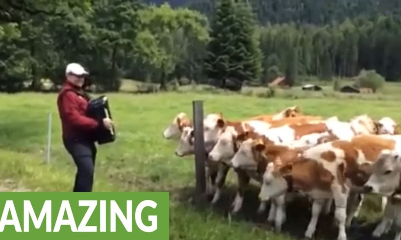 Grazing cows rush to listen to accordion music