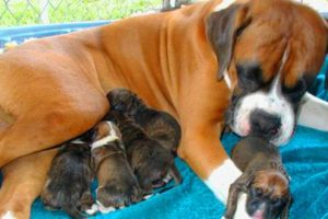 Great Mother Boxer Dog Giving Birth To Many Cute Puppies