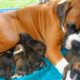 Great Mother Boxer Dog Giving Birth To Many Cute Puppies