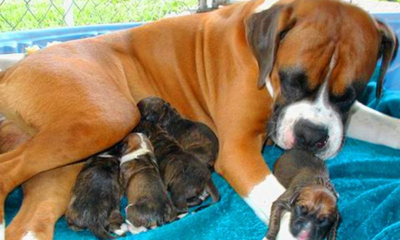 Great Mother Boxer Dog Giving Birth To Many Cute Puppies