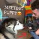 HUSKY MEETS NEW PUPPY!! [THE CUTEST!!!!]