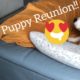 HUSKY REUNION WITH PUPPY!!! [CUTEST VIDEO EVER!!!]