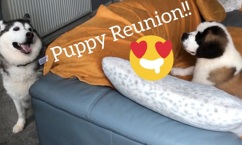 HUSKY REUNION WITH PUPPY!!! [CUTEST VIDEO EVER!!!]