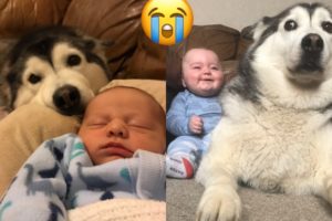 HUSKY & BABY TRY NOT TO SMILE CHALLENGE!!...