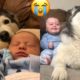 HUSKY & BABY TRY NOT TO SMILE CHALLENGE!!...