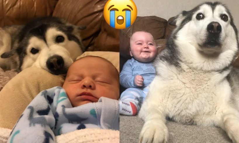 HUSKY & BABY TRY NOT TO SMILE CHALLENGE!!...