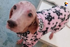 Hairless Dog Found In Desert Makes A Total Transformation | The Dodo