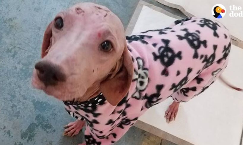 Hairless Dog Found In Desert Makes A Total Transformation | The Dodo