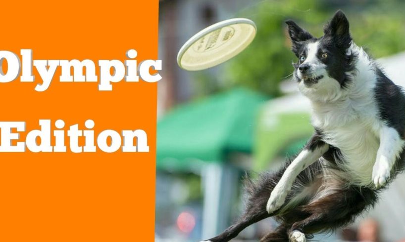 Having a bad day? Watch this! Funny animals playing compilation 2019 ll AB tv