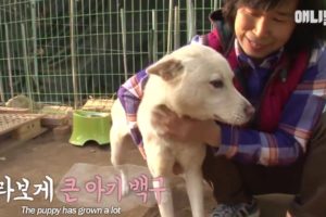 Heart felt rescue of an injured dog - SBS ANIMAL FARM