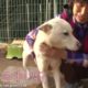 Heart felt rescue of an injured dog - SBS ANIMAL FARM