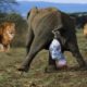Help Mother Elephant Giving Birth In The Wild | Best Moment Animals Fight Powerful Lion vs Elephant
