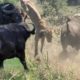 Herd Buffalo Fight Lion To Save Another Buffalo