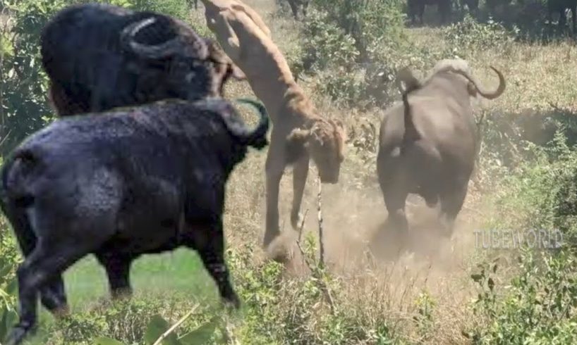 Herd Buffalo Fight Lion To Save Another Buffalo