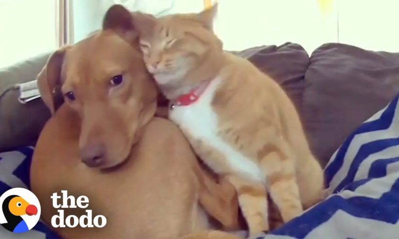 Hidden Camera Catches Cat Comforting Anxious Dog While Family's Away | The Dodo Odd Couples