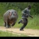 Hilarious !  Funniest Animals Scaring People Reaction of 2019  - Funny animals video 2019