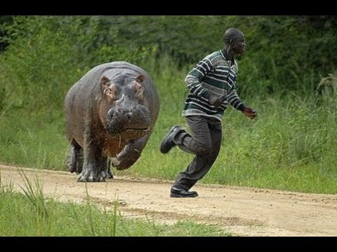 Hilarious !  Funniest Animals Scaring People Reaction of 2019  - Funny animals video 2019