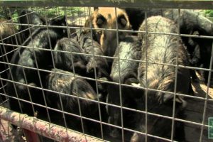 Hogs Wild - Fighting the Feral Pig Problem - Texas Parks and Wildlife [Official]