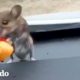 Hombre enloquece cuando encuentra un ratón en su carro | El Dodo