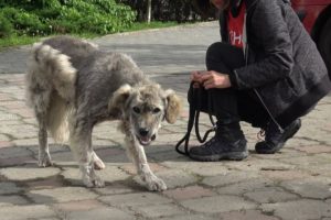 Homeless Dog Runs Toward Us Trying To Ask For Help